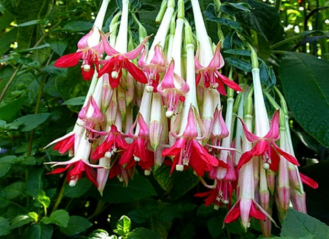 Fuchsia boliviana alba, White Bolivian Fuchsia