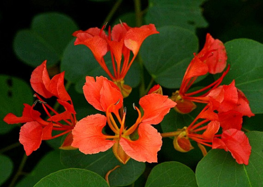 flower seeds south africa Bauhinia galpinii, 5 rare seeds, showy South African vine, coral red b – Smart Seeds Emporium