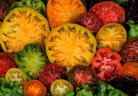 Giant Heirloom Tomato Collection