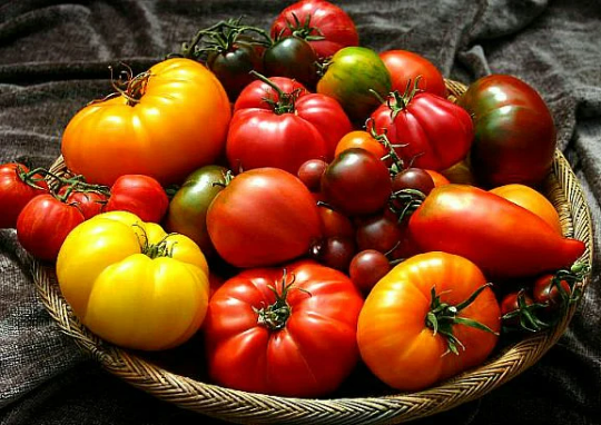 Giant Heirloom Tomato Collection