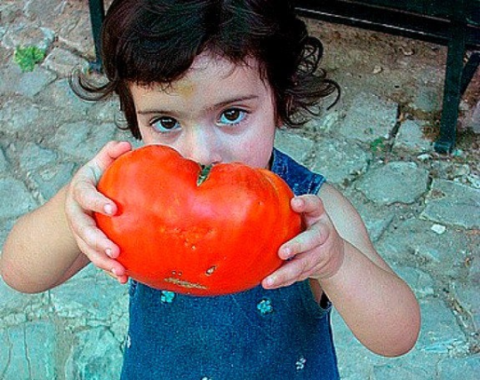 Goliath tomato