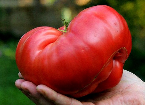 Goliath tomato