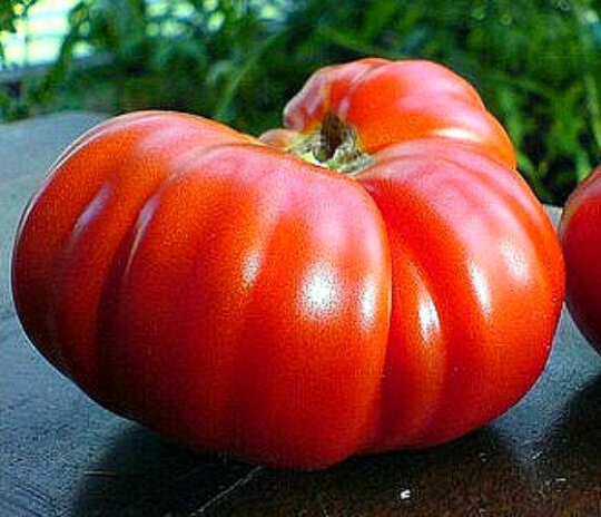 Goliath tomato