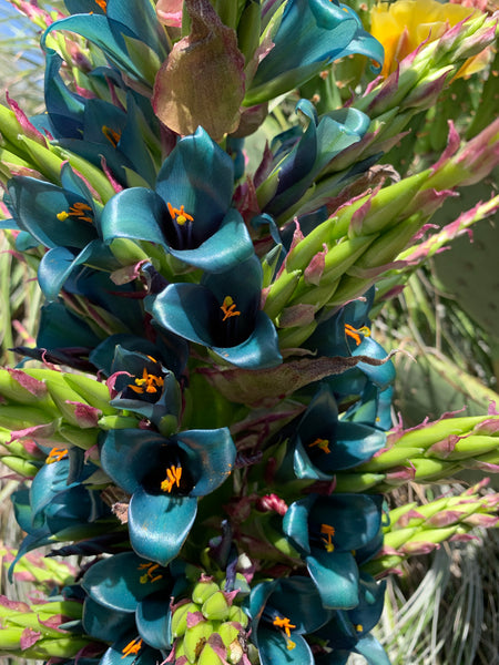 Puya alpestris - Sapphire Tower