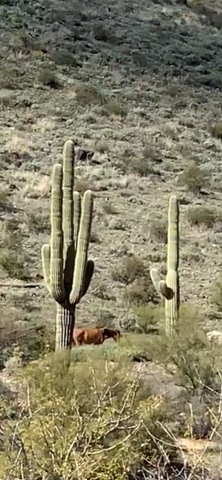 Saguaro Cactus, Carnegiea gigantea