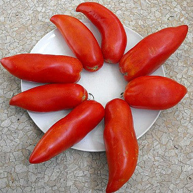 Jersey Devil - Heirloom Tomato