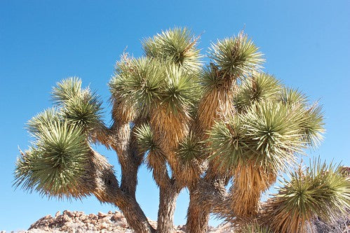 Joshua Tree, Yucca Brovolia
