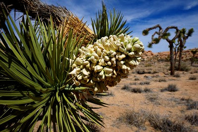 Joshua Tree, Yucca Brovolia
