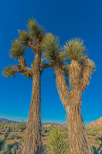 Joshua Tree, Yucca Brovolia
