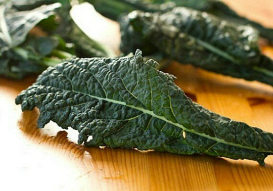 Dinosaur Kale, Black Tuscany, Brassica oleracea