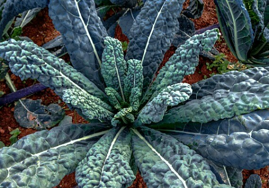 Dinosaur Kale, Black Tuscany, Brassica oleracea