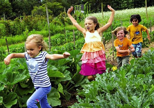 Kid's Garden Collection, eight organic veggies,  easy to grow, fun to eat,