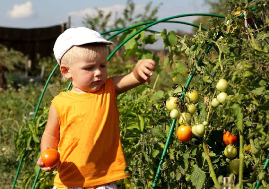 Kid's Garden Collection, eight organic veggies,  easy to grow, fun to eat,