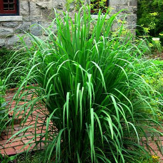 Lemongrass - Cymbopogon flexuosus