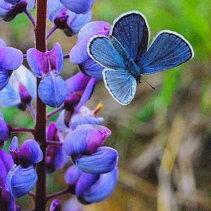 Wild Blue Lupine - Lupinus succulentus
