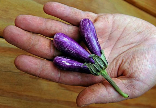 Mini Vegetable Collection