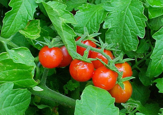 Mini Vegetable Collection