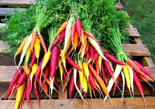 Mini Vegetable Collection