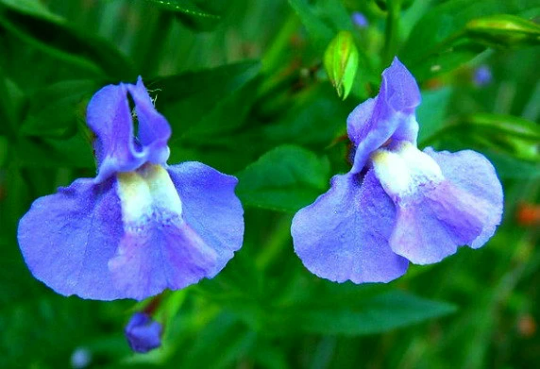 Blue Monkeyflower, Mimulus ringens