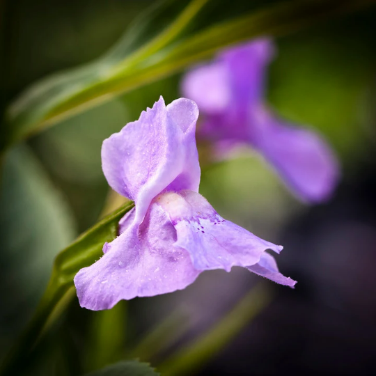 Blue Monkeyflower, Mimulus ringens