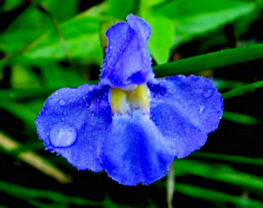 Blue Monkeyflower, Mimulus ringens