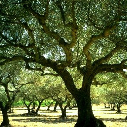 Olea europeana - Olive Tree