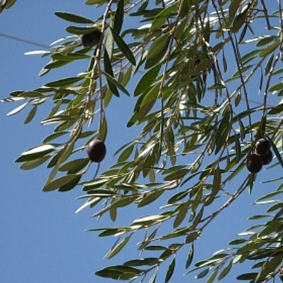 Olea europeana - Olive Tree
