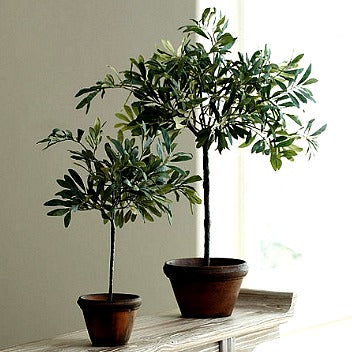 Olea europeana - Olive Tree