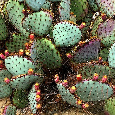 Prickly Pear Collection - Opuntia Mix