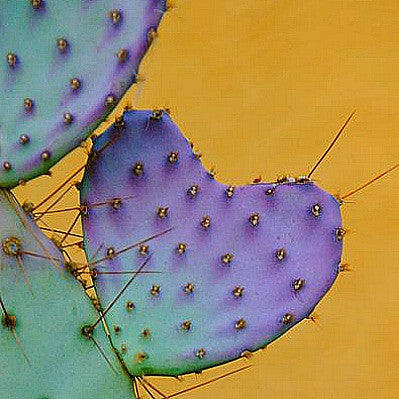 Prickly Pear Collection - Opuntia Mix