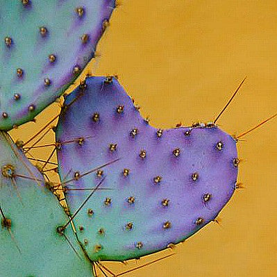 Opuntia violacea - Santa Rita Cactus