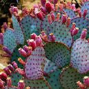 Prickly Pear Collection - Opuntia Mix