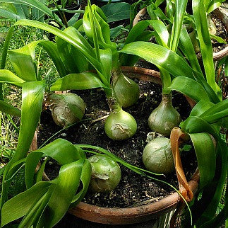 Ornithogalum caudatum - Pregnant Onion Bulbs