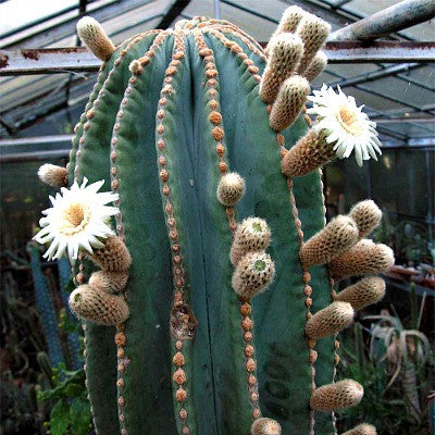 Giant Cactus Collection - Pachycereus spp.