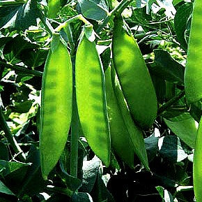 Sugar Snap Snow Peas - Autumn Garden