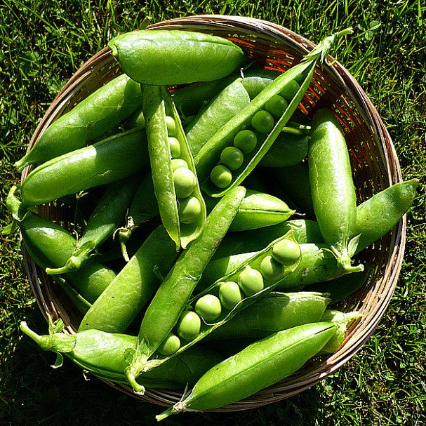 Sugar Snap Snow Peas - Autumn Garden