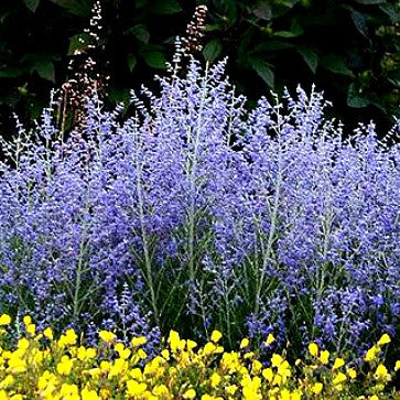 Perovskia atriplicifolia - Russian Sage