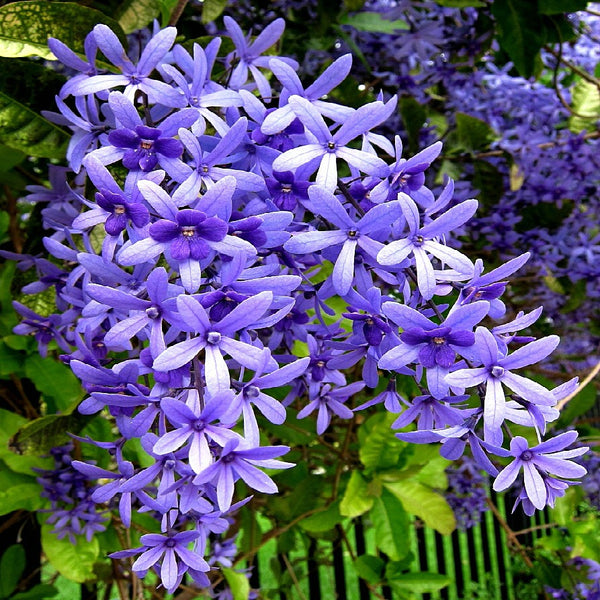 Petrea volubilis - Queen's Wreath