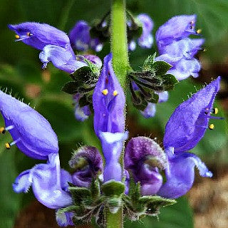 Coleus forsokolii - Plectranthus barbatus  - Indian Coleus