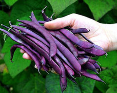 Purple Podded Pole Beans, vigorous climber, kids favorite, 15 seeds