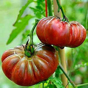 Purple Calabash - Aztec Heirloom Tomato