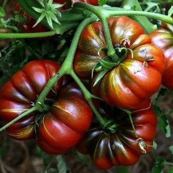 Purple Calabash - Aztec Heirloom Tomato