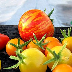 Mr. Stripey -  Heirloom Tomato