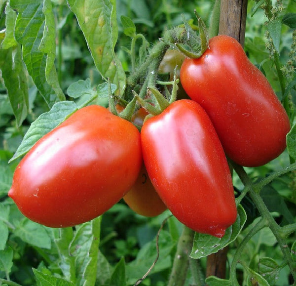 Rio Grande - Heirloom Tomato