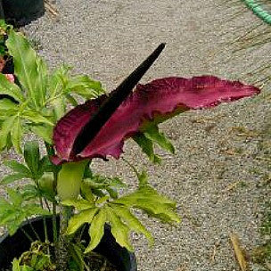 Dracunculus vulgaris  - Voodoo Lily