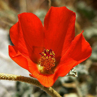 Desert Mallow - Sphaeralcea ambigua