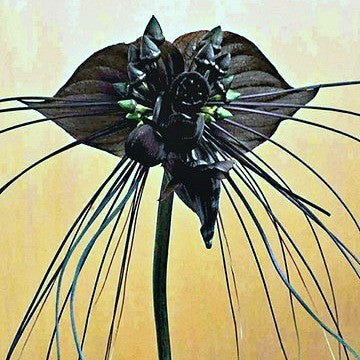 bat flower from seed Tacca chantrieri