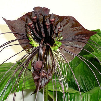 bat flower seeds for sale Tacca chantrieri, Black Bat Flower 7.8oz 2.5" Potted Plant