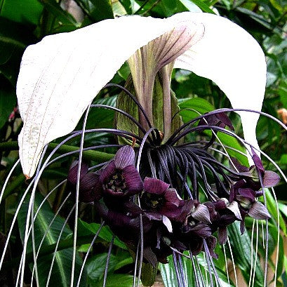 Tacca integrifolia   White Bat Flower
