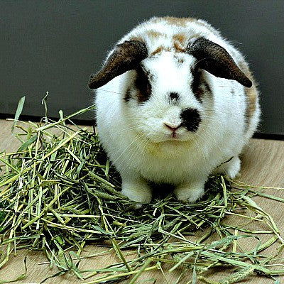 Timothy Hay for Rabbits and Cavies